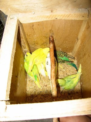 Попугаи от А до Я - i_047.jpg