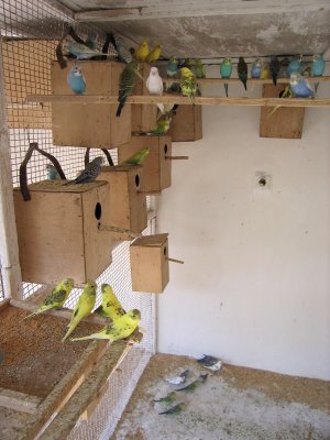 Попугаи от А до Я - i_048.jpg