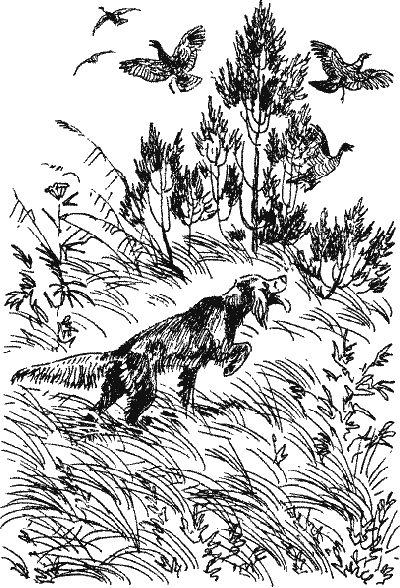 Лесной прадедушка (Рассказы о родной природе) - i_022.png