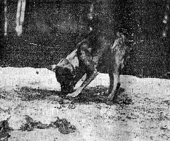 Руководство дрессировки полицейских и военных собак - i_028.jpg