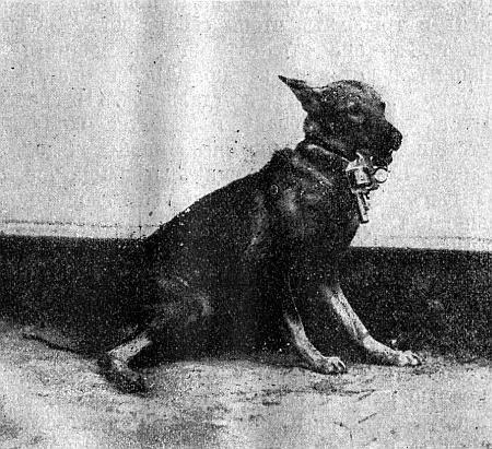 Руководство дрессировки полицейских и военных собак - i_029.jpg