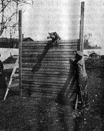 Руководство дрессировки полицейских и военных собак - i_033.jpg