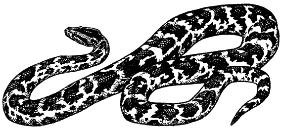 Кумаонские людоеды - i_020.png