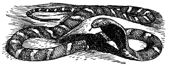 Кумаонские людоеды - i_024.png