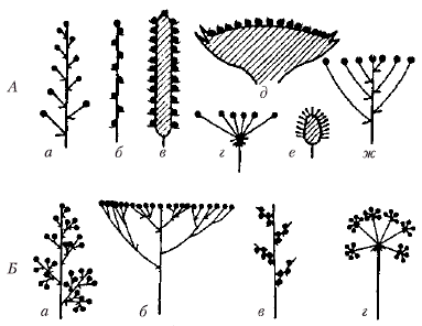 Анатомия и морфология высших растений - i_006.png