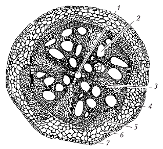 Анатомия и морфология высших растений - i_009.png