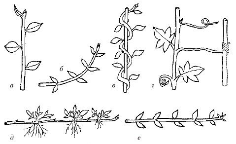 Анатомия и морфология высших растений - i_011.png