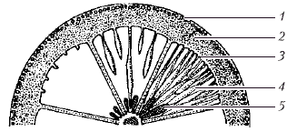 Анатомия и морфология высших растений - i_012.png