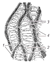 Анатомия и морфология высших растений - i_015.png