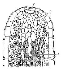 Анатомия и морфология высших растений - i_016.png