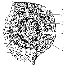 Анатомия и морфология высших растений - i_018.png