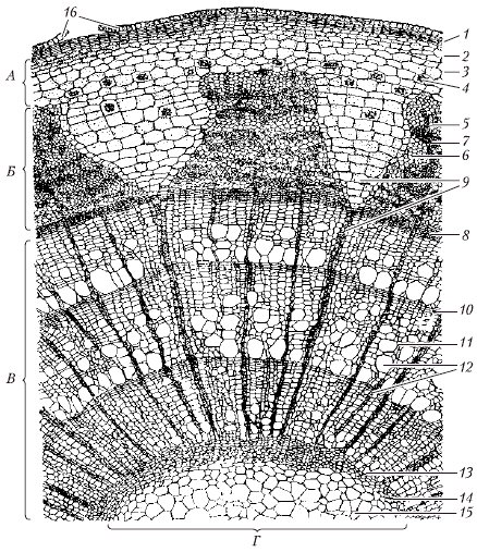 Анатомия и морфология высших растений - i_019.png