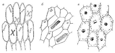 Анатомия и морфология высших растений - i_033.png