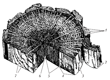 Анатомия и морфология высших растений - i_034.png