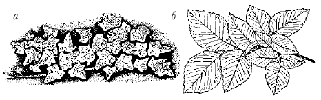 Анатомия и морфология высших растений - i_036.png