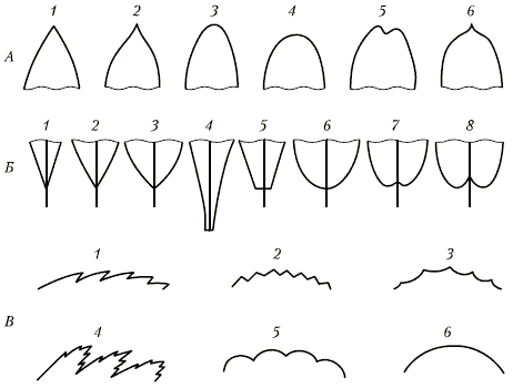 Анатомия и морфология высших растений - i_037.png