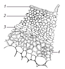 Анатомия и морфология высших растений - i_042.png