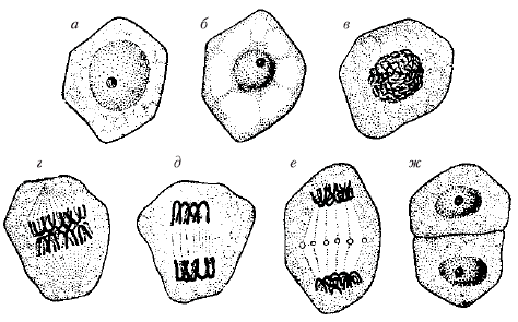 Анатомия и морфология высших растений - i_043.png