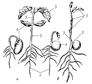 Анатомия и морфология высших растений - i_046.png