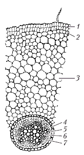 Анатомия и морфология высших растений - i_048.png