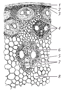 Анатомия и морфология высших растений - i_049.png