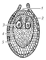 Анатомия и морфология высших растений - i_050.png