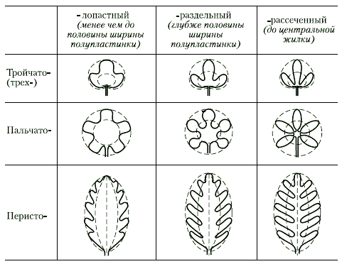 Анатомия и морфология высших растений - i_054.png