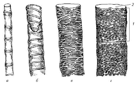 Анатомия и морфология высших растений - i_069.png