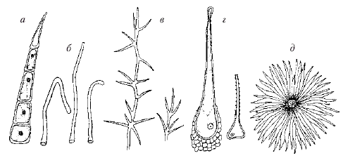 Анатомия и морфология высших растений - i_073.png