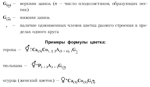 Анатомия и морфология высших растений - i_084.png