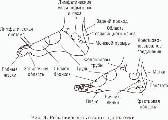 Биоритмология. Уринотерапия - _10.png