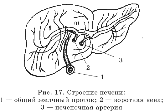 Очищение организма и правильное питание - pic17.png