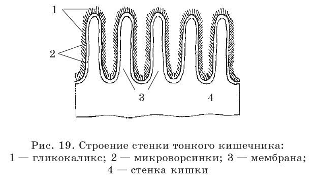 Очищение организма и правильное питание - pic19.png