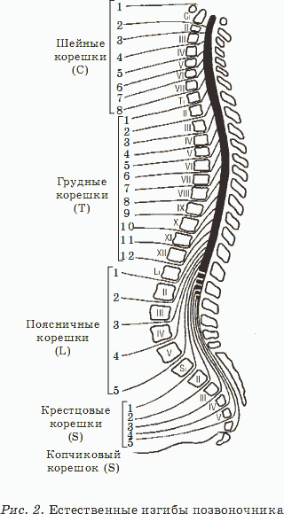 Здоровый позвоночник – красивая осанка, прекрасное здоровье - _02.png