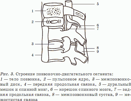 Здоровый позвоночник – красивая осанка, прекрасное здоровье - _03.png