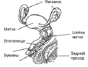 Красота тела в силе духа - _1.png