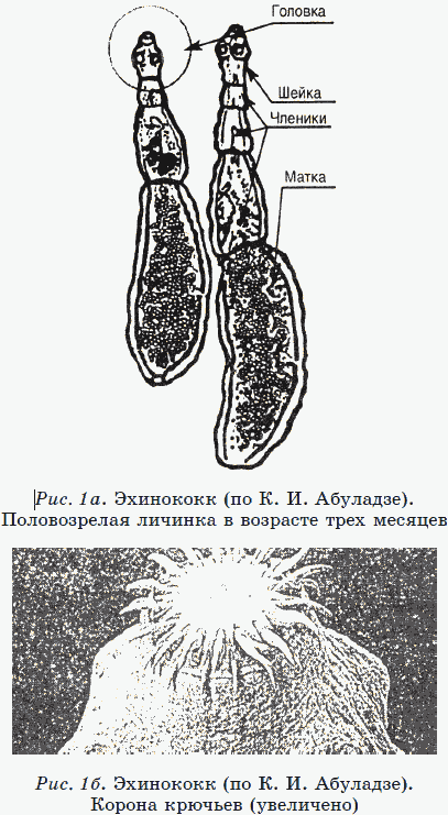 Энциклопедия нераспознанных диагнозов. Современные методы диагностики и лечения. Том 2 - _04.png