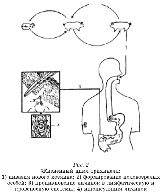 Энциклопедия нераспознанных диагнозов. Современные методы диагностики и лечения. Том 1 - pic2.png