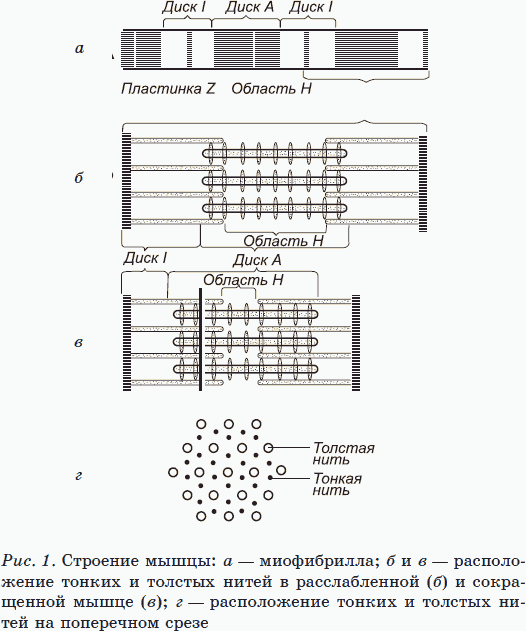 Хорошие мышцы – путь к здоровью и процветанию - _01.png