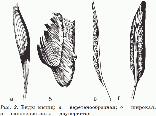 Хорошие мышцы – путь к здоровью и процветанию - _02.png