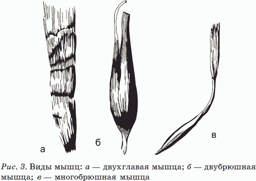 Хорошие мышцы – путь к здоровью и процветанию - _03.png