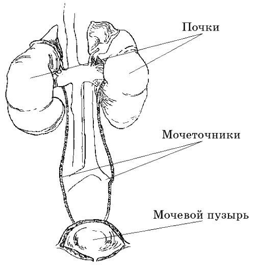 Из сосуда своего - _1.png