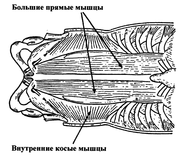 Пранаяма. Путь к тайнам йоги - img_21.png