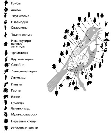 Общая экология - i_087.jpg