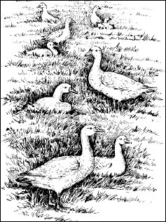 Общая экология - i_116.jpg