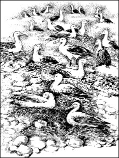 Общая экология - i_117.jpg