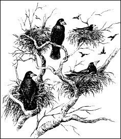 Общая экология - i_118.jpg