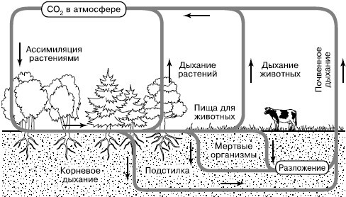 Общая экология - i_181.jpg