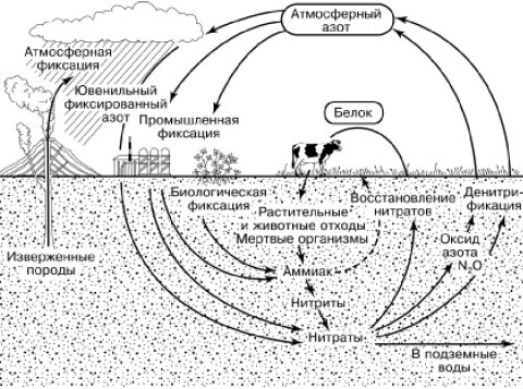 Общая экология - i_182.jpg