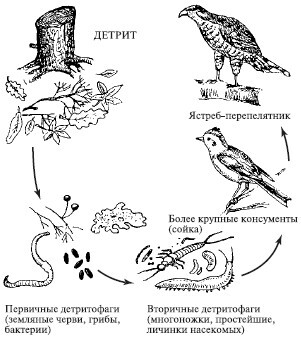 Естествознание и основы экологии - i_113.jpg